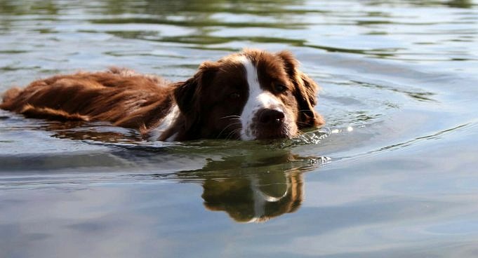 Bringen Sie Ihrem Hund Bei, Wie Man Im Pool Schwimmt